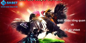 Giới thiệu tổng quan về chuyên mục ĐÁ GÀ tại Shbet